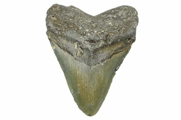 Juvenile Megalodon Tooth - North Carolina #371697